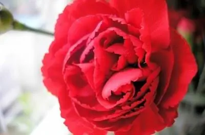 Как вырастить гвоздику в контейнере