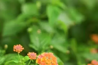 Листья моей лантаны белеют