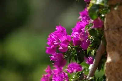 Как привить бугенвиллию