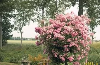 Куст розовой розы в полном цвету