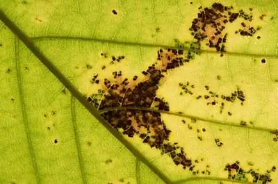 Как лечить пятнистость листьев коралловых колокольчиков