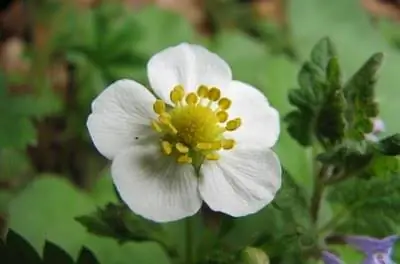 Зачем опрыскивать фруктовые деревья водой перед заморозками