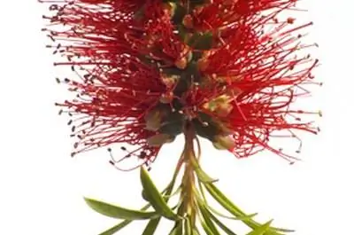 Как использовать кустарник из бутылочной щетки в ландшафтном дизайне