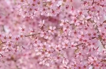 Розовый вишневый цветочный фон