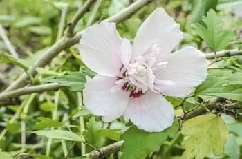 Цветок Алтея.