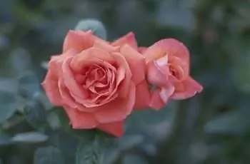 Роза, Супер Звезда