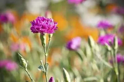 Дерево с цветами, похожими на гвоздики