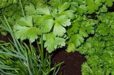 Как пересадить растения AeroGarden