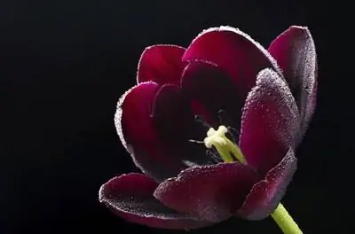 Как вырастить луковицы тюльпанов в воде