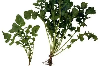 Сколько времени нужно, чтобы вырастить рукколу?