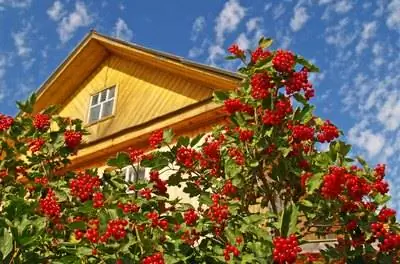 Как укоренить черенки калины