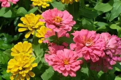 Какие цветы можно посадить на кладбище под прямыми солнечными лучами?