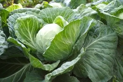Как получить семена капусты