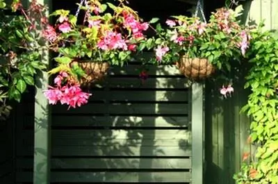 Идентификация растений в подвесных корзинах