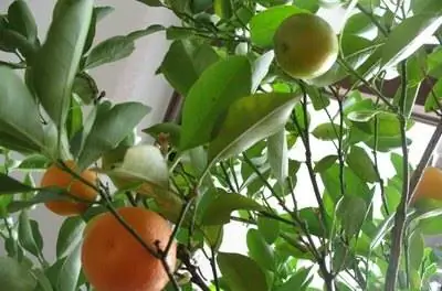 Как ухаживать за комнатным апельсиновым деревом