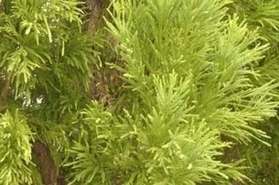 Лучшие планы посадки фундамента