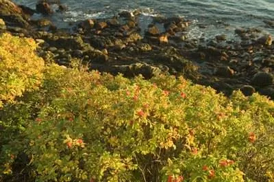 Какие цветы лучше всего растут в штате Мэн летом?