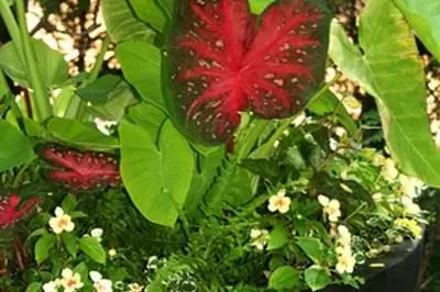 Как избавиться от древесных жуков в цветочных горшках