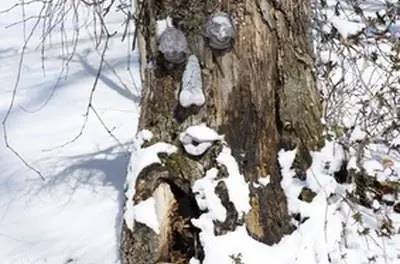 Как слепить лица деревьев