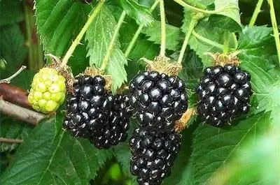 Как вырастить ежевику в помещении