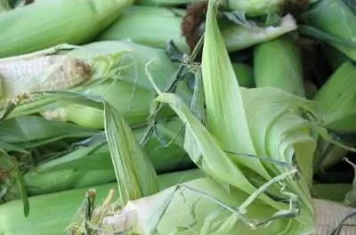 Как вырастить сладкую кукурузу Hickory King