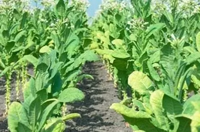 Как ухаживать за растениями табака