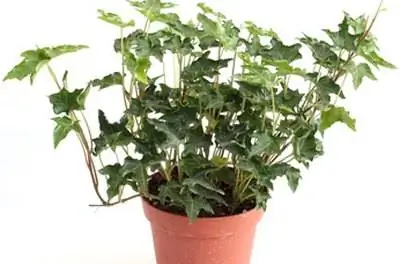 Как ухаживать за английским плющом в помещении