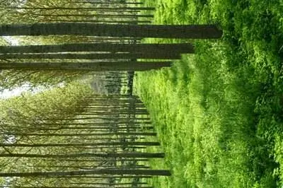 Как распознать насекомых на тополе