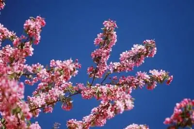 Идентификация цветка