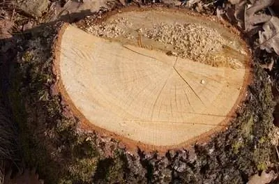 Как использовать каменную соль, чтобы уничтожить корни или пень