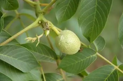 Какие растения будут расти рядом с черными орехами?