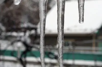 Как ухаживать за растениями анисового иссопа зимой