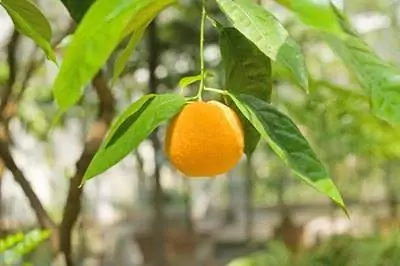 Анатомия цитрусового дерева