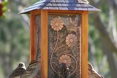 Как вырастить семена черного чертополоха для птиц