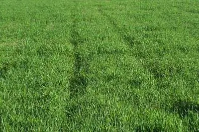 Как исправить колеи от шин на газоне