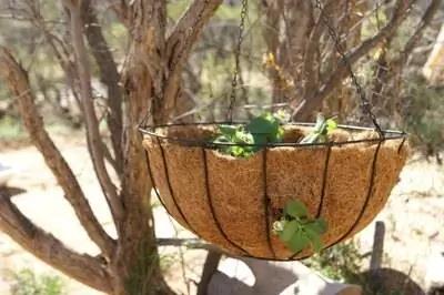 Как вырастить клубнику в подвесной корзине