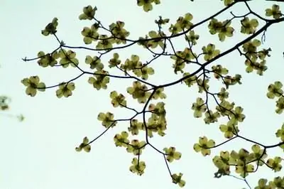 Как укрыть кизил