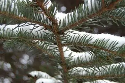 Лучшие уличные растения Аризоны