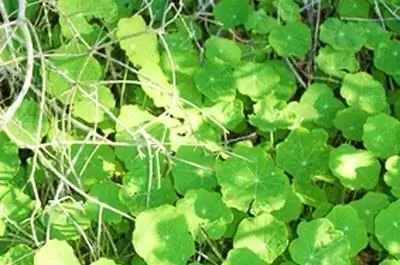 Как избавиться от ползущего Чарли во дворе