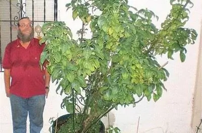 Как вырастить Salvia Divinorum