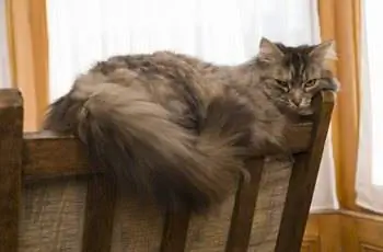 Кот расслабляется Кот расслабляется