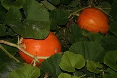 Жизненный цикл тыквы