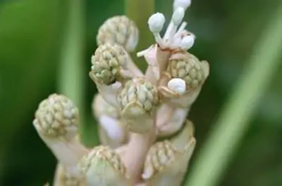 Как устранить проблемы с бледными листьями Pieris Japonica