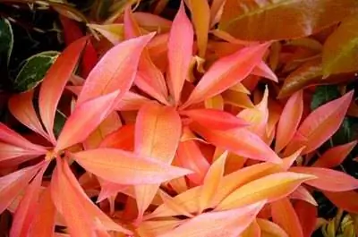 Проблемы с Pieris Japonica
