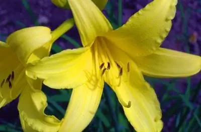 Растения Xeriscape для Флориды