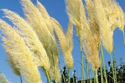 Как удалить пампасную траву