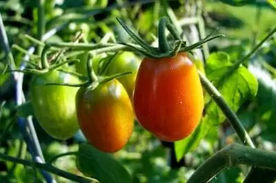 Севооборот томатных растений
