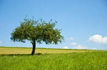 Красивая яблоня на зеленом лугу