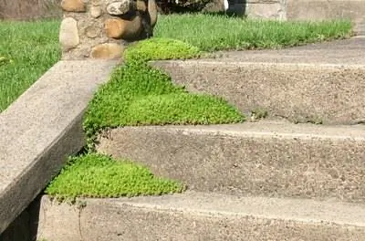 How to Plant & Уход за шотландским мхом