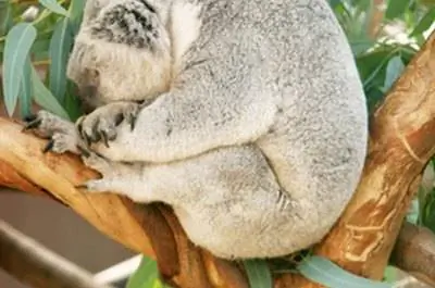 Как укоренить черенки эвкалипта